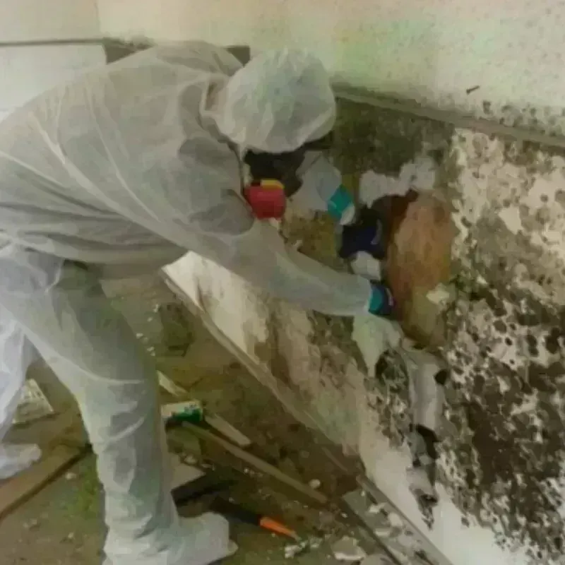 Mold Remediation and Removal in White City, OR